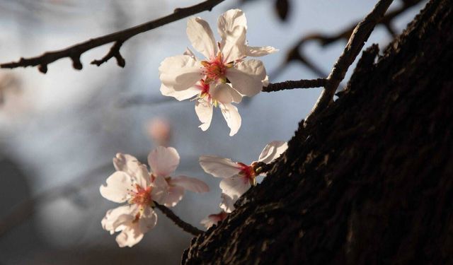 Cemre ne zaman düşüyor 2026? İlk cemre hangi tarihte?