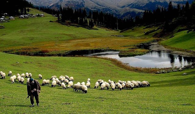 Küçükbaş desteği kimlere verilecek? Başvuru şartları ve tarih açıklandı