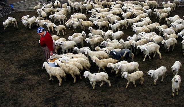 Ankara’da hayvancılara destek: Veteriner hizmeti için son başvuru 11 Mart'ta