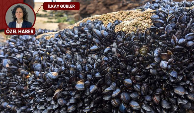 Midyelerde virüs alarmı: Halk sağlığı tehdit altında