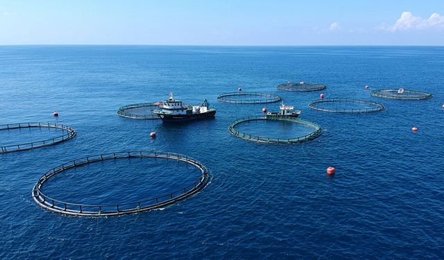 Türkiye su ürünlerinde AB’de zirvede, Dünyada ilk 17’de