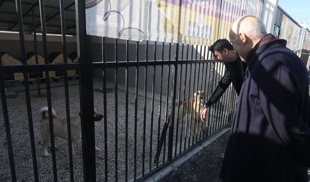 Ankara'da yeni yapılan köpek barınağı bitmek üzere: Denetim yapıldı