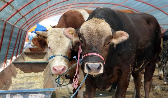 Etimesgut Belediyesi duyurdu: Kurban satış yerleri için başvuru süreci başlıyor
