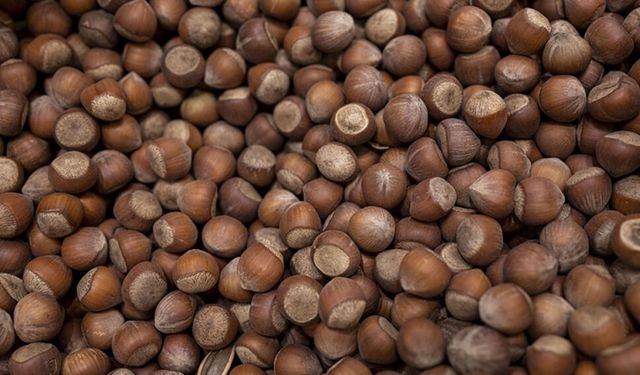 Karadeniz fındığı tehlikede: 370 bin dönüm tarım alanı maden kıskacında!