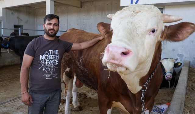 Yenimahalle Yakacık'ta kurban başvuruları başlıyor: Erken start verildi