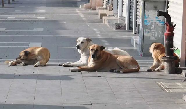 Keçiören Belediyesi harekete geçti: Veteriner harcamaları mercek altında