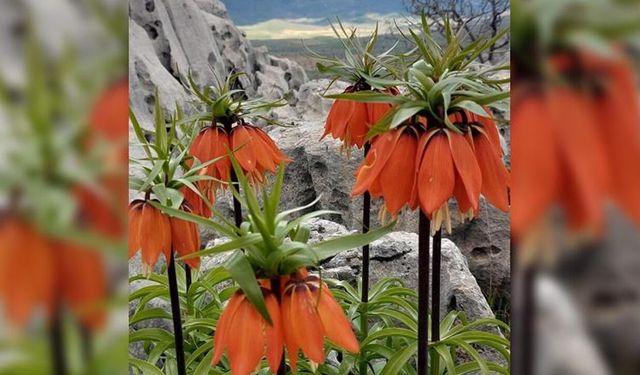 Ters laleler sıkı koruma altında: Koparana 700 bin lira ceza