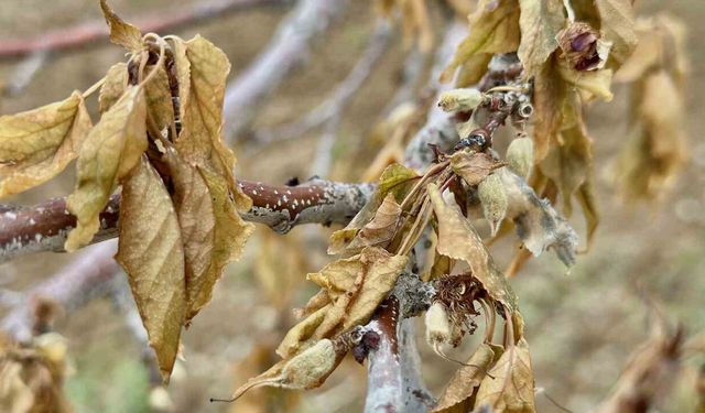 Meteoroloji uyardı: Gece saatlerinde kritik don riski