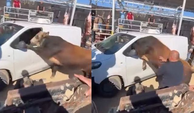 Ankara’da kurbanlık boğa minibüse girdi! Kornaya bastığı anlar gündem oldu