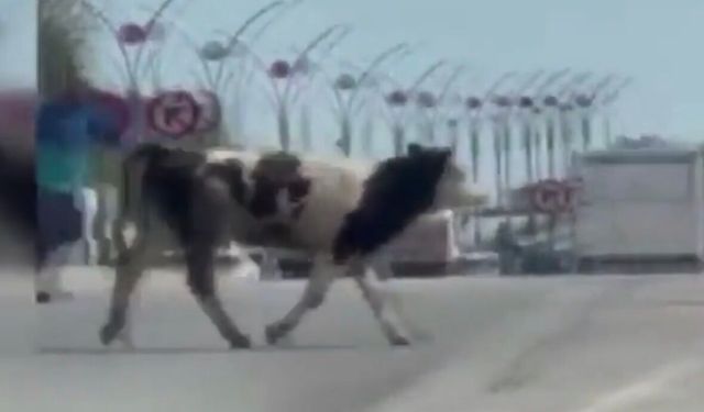 Ankara'da kaçan kurbanlık dana trafiği birbirine kattı!