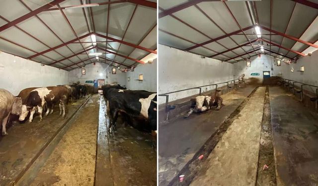 28 kurbanlık sattı, kazancını açıkladı! Besicinin paylaştığı rakam gündem oldu