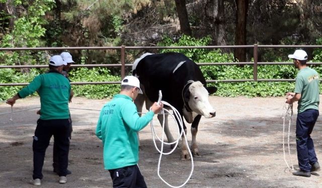 Gaziantep’te "Firari kurbanlıklar" için yakalama timi göreve hazır!