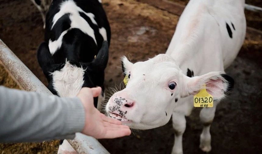 Veterinerlere kritik uyarı: Üç ilde brusella vakaları artıyor