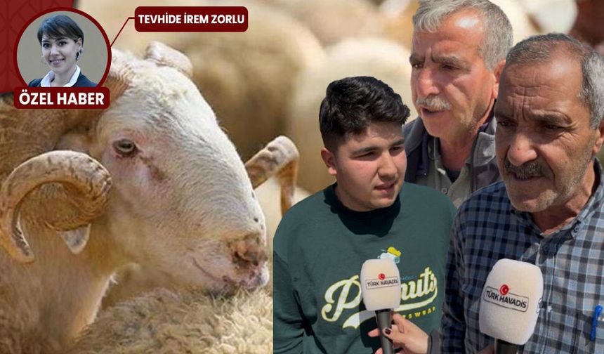 Ankara'da kurban sezonu erken açıldı: Fiyatlara yüzde 25 zam var