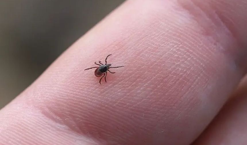 Kene alarmı: İşte eve dönünce yapmanız gerekenler!