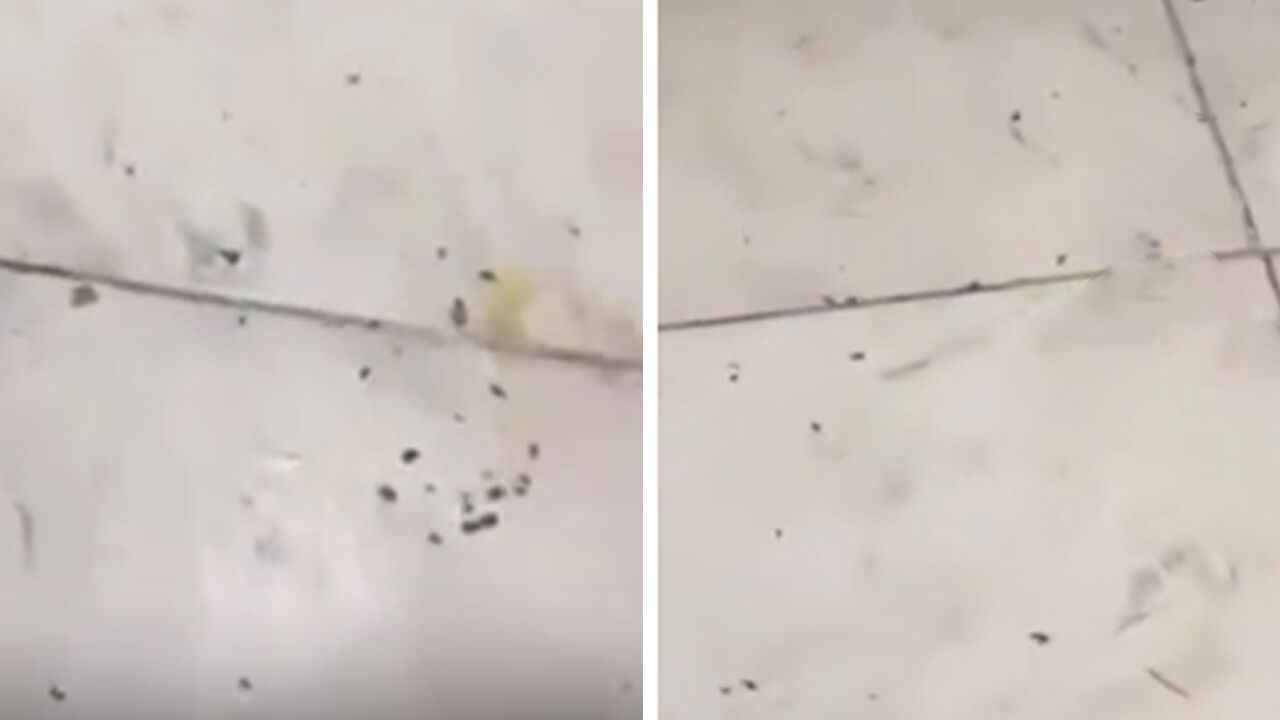 İzmir'de restoranı böcekler bastı: Herkes orayı tercih ediyordu