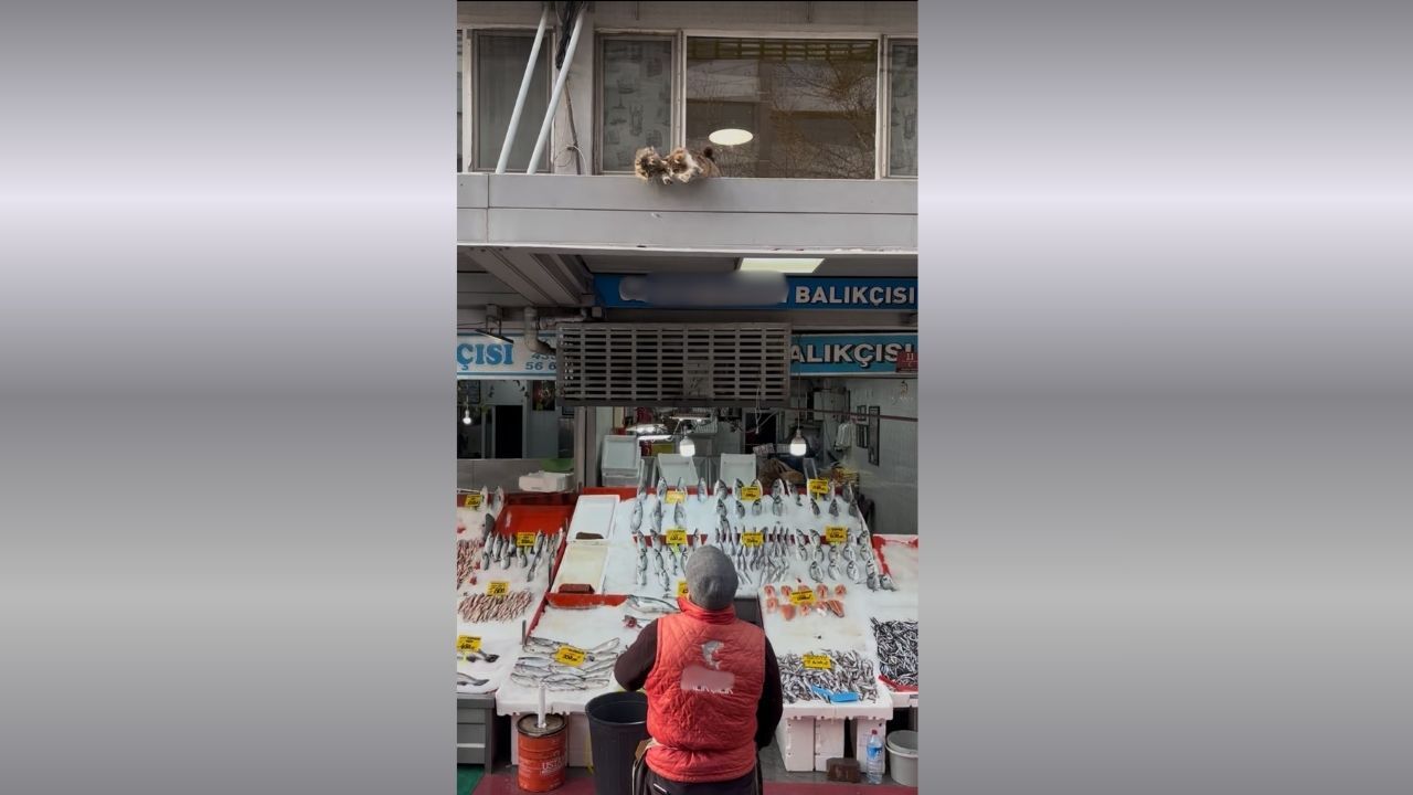 Bayram Öncesi Balık Tezgahları Şenlendi Haber Içiii