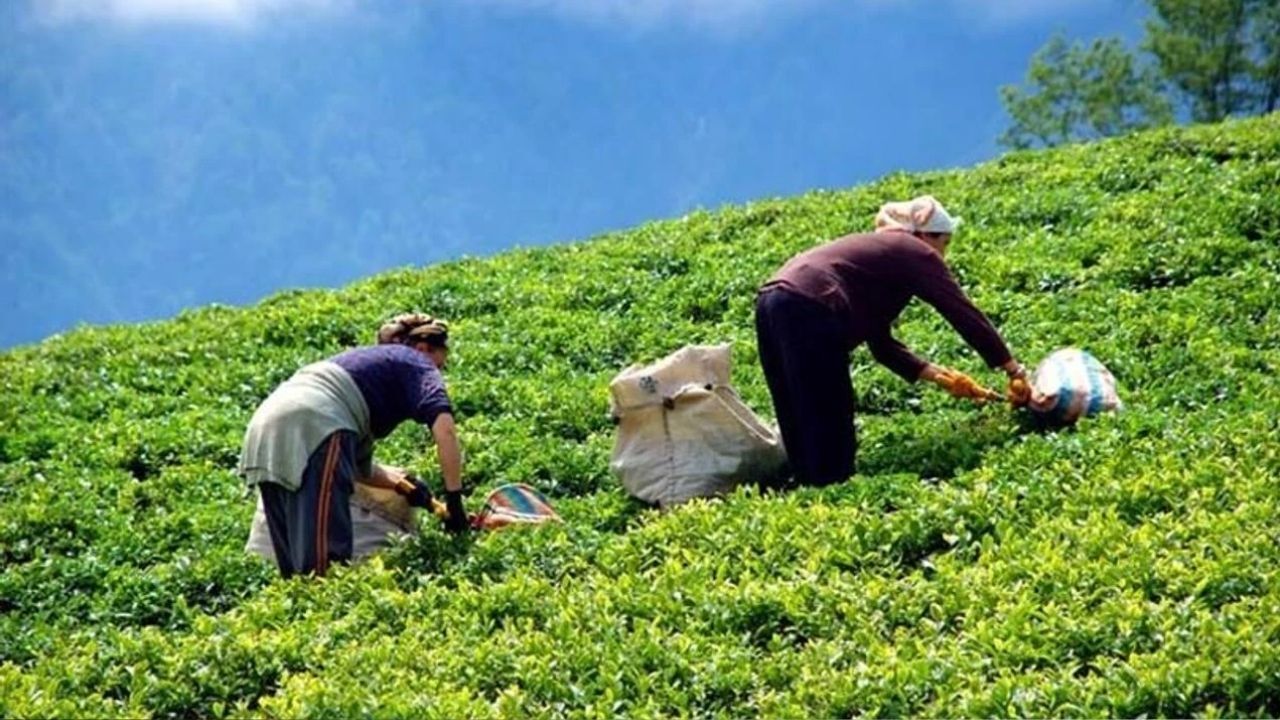 Çayın Acı Gerçeği İçtiğiniz Su, Demlediğiniz Çaydan Pahalı! Haber Içi 2