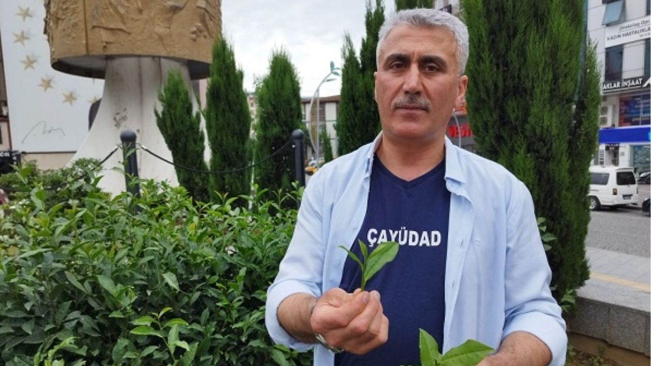 Çayın Acı Gerçeği İçtiğiniz Su, Demlediğiniz Çaydan Pahalı! Haber Içi 3