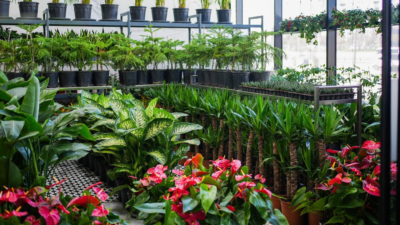 Çi̇çek Hastanesi̇ Eti̇mesgut